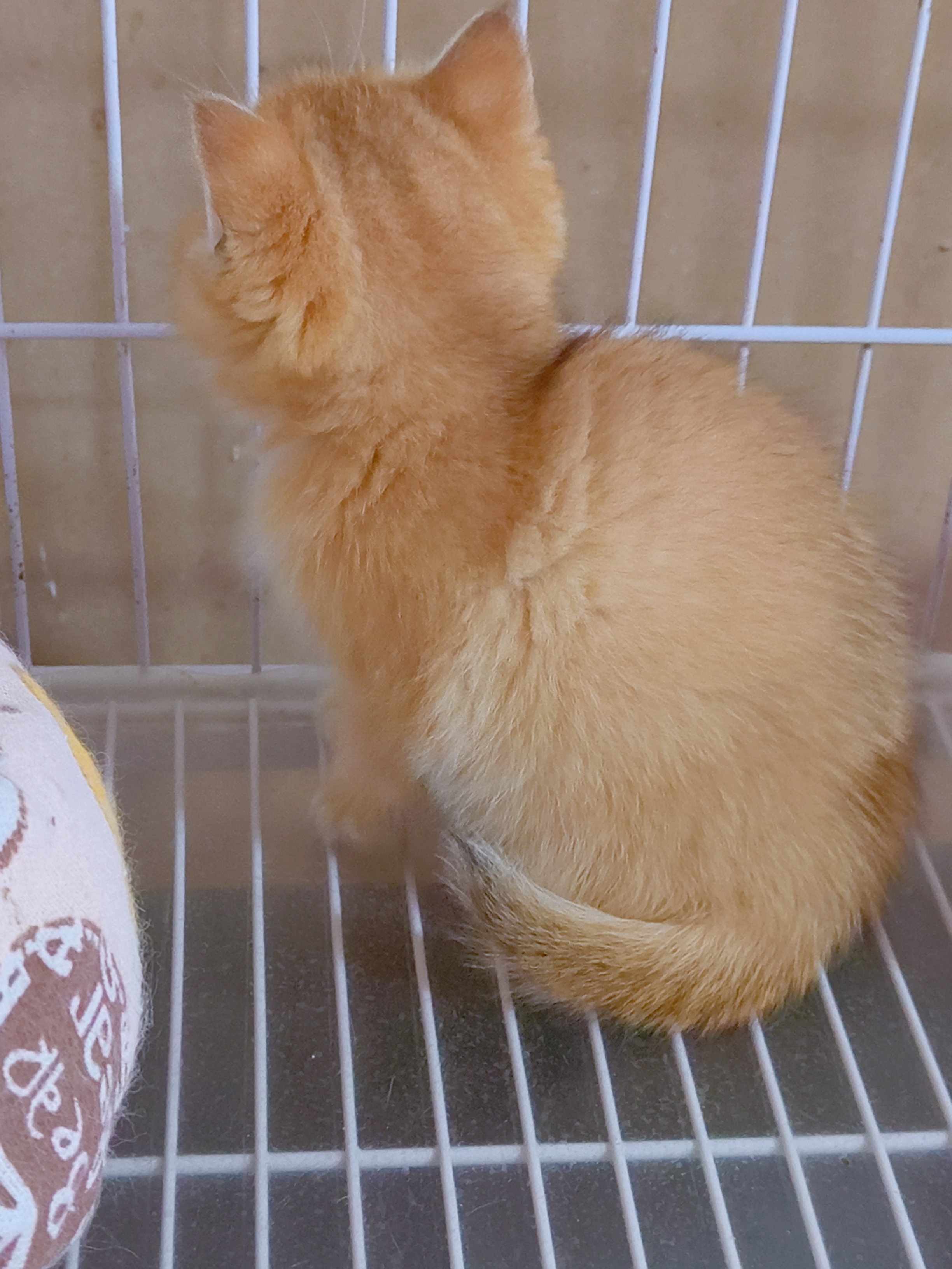 甜美金渐层妹妹,送套用品